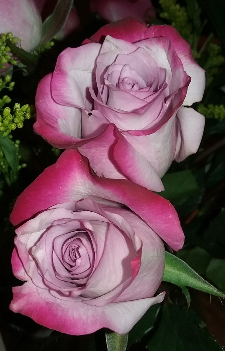 Like the world could be as perfect as the flowers