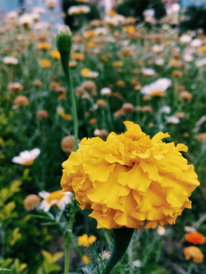 yellow Flower beauty