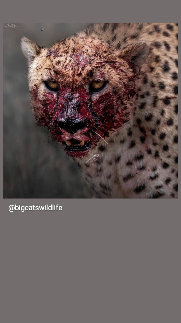 animal