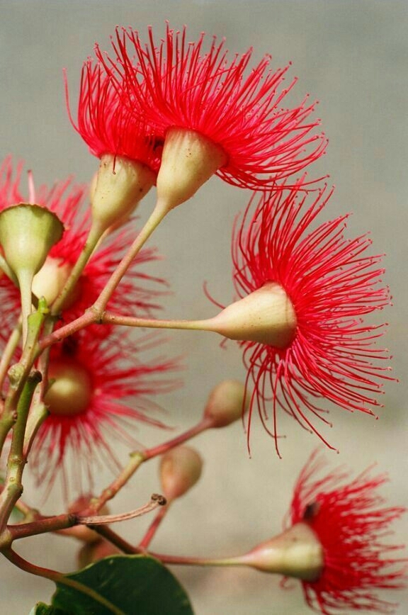 Eucalyptus