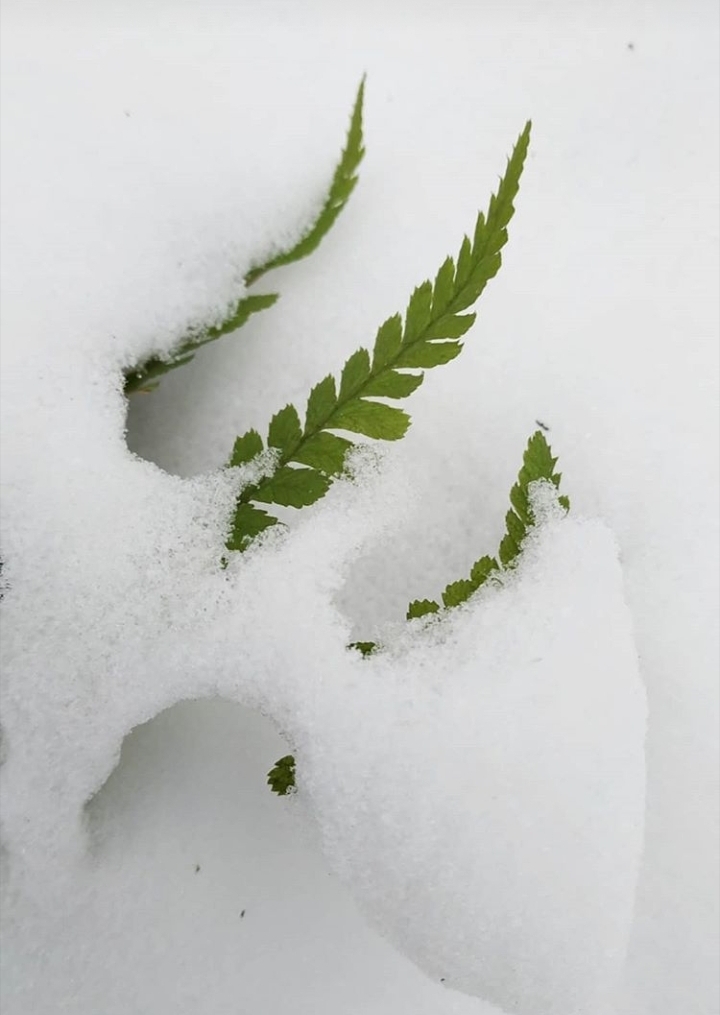 снег