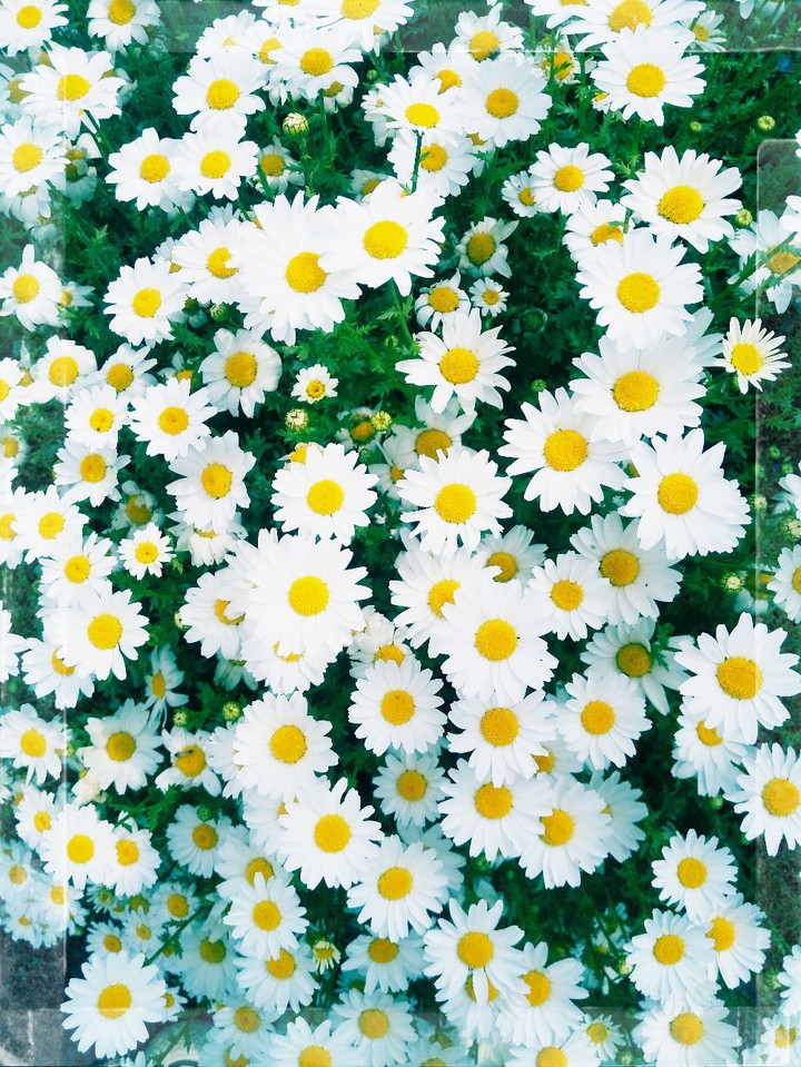 mini marguerite
