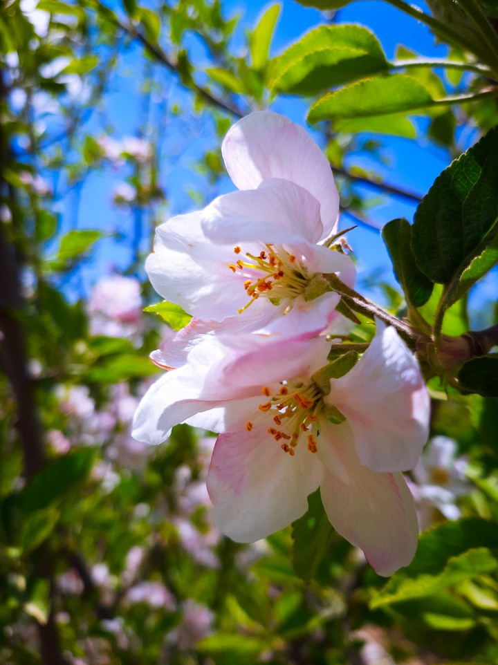 Bloom