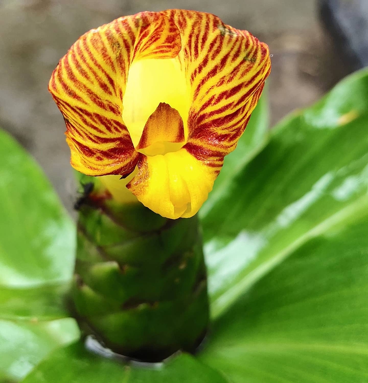Fiery Costus