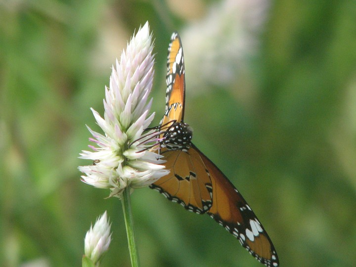 span of wings
