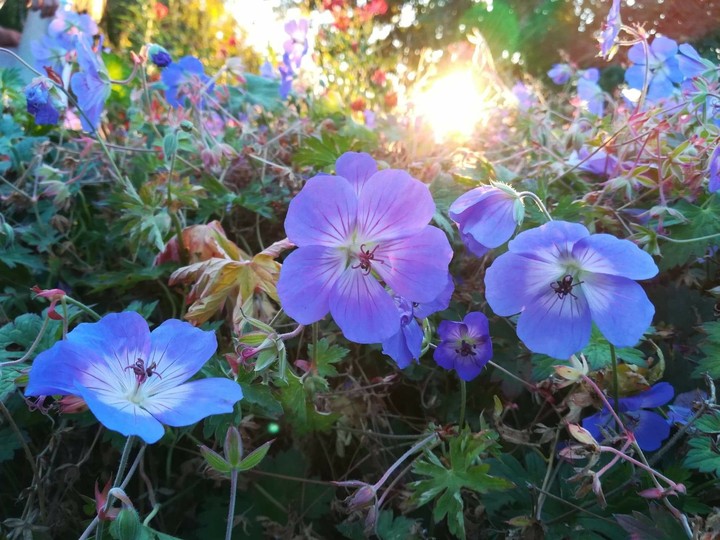 geranium
