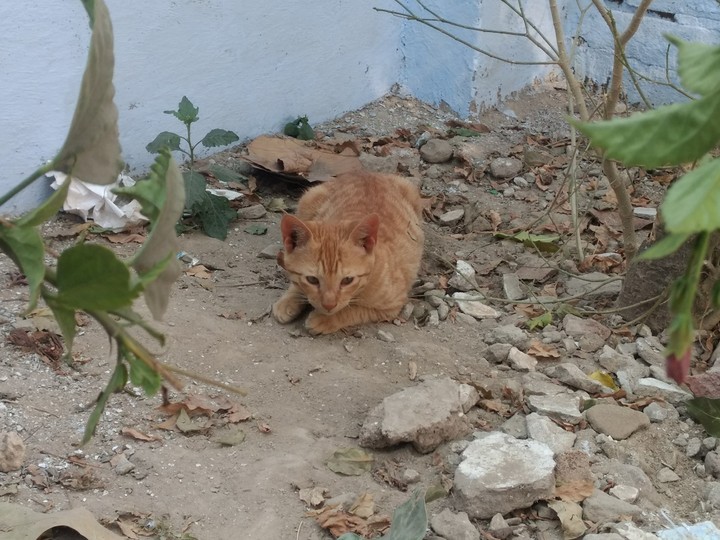 cute Cat