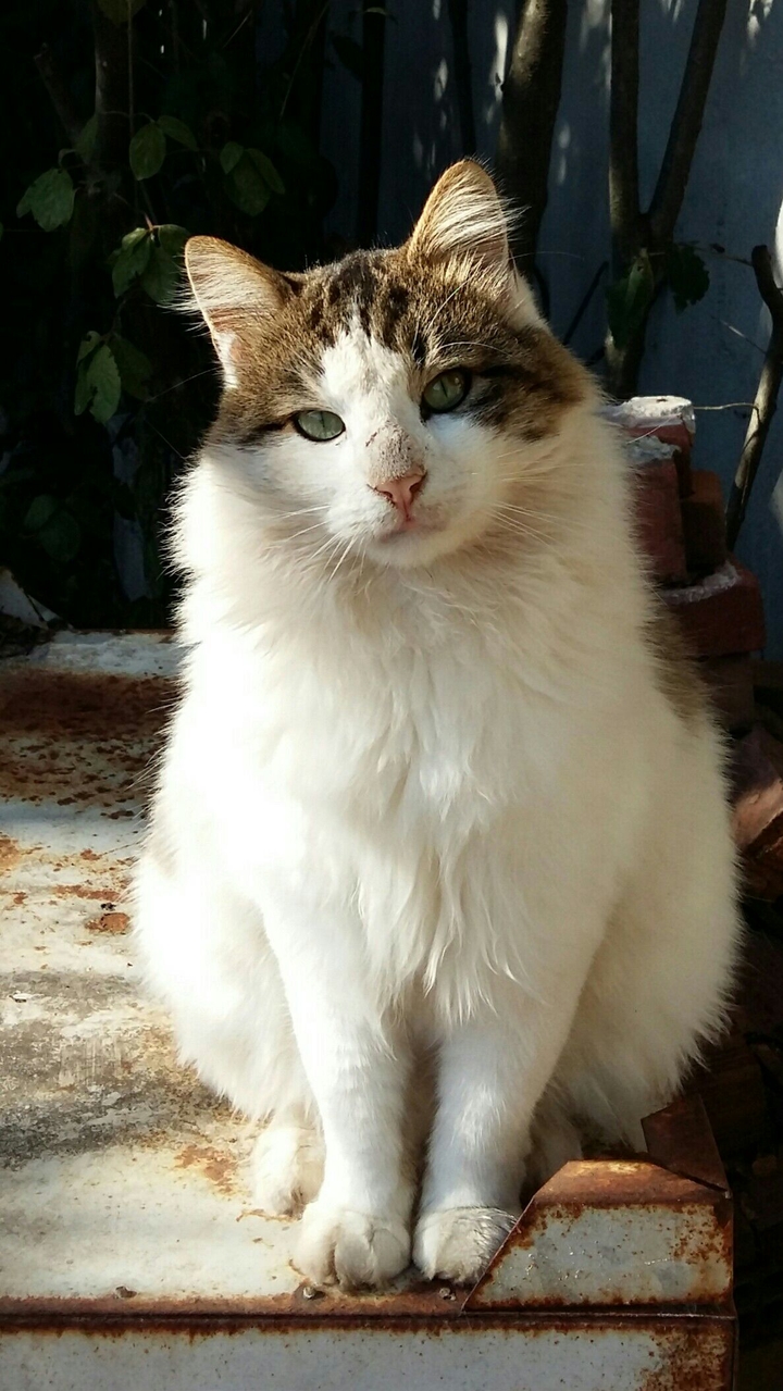 Fluffy cat