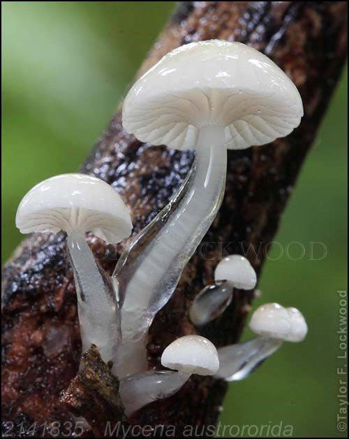 蕈菇