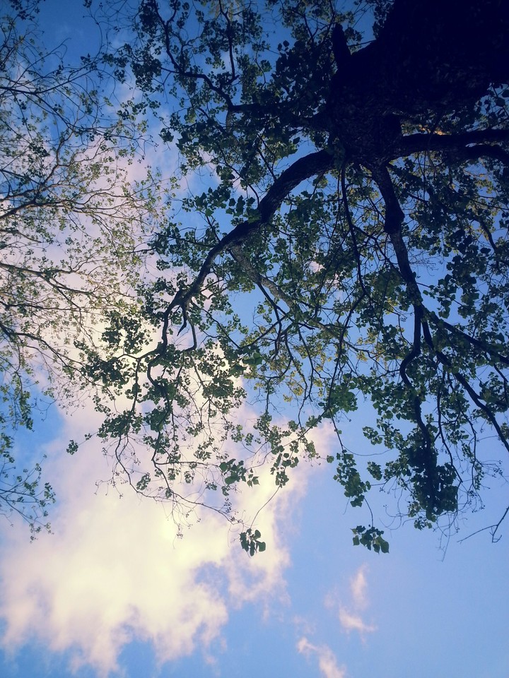 tree leaves