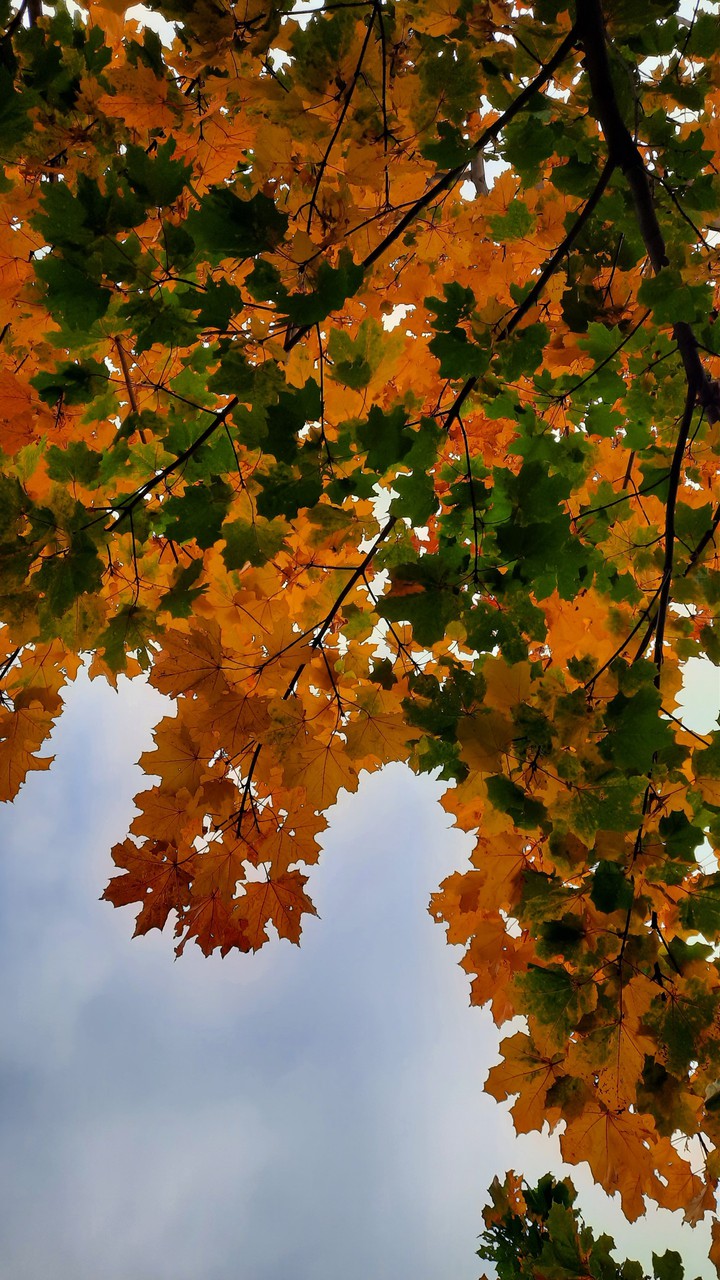 Maple