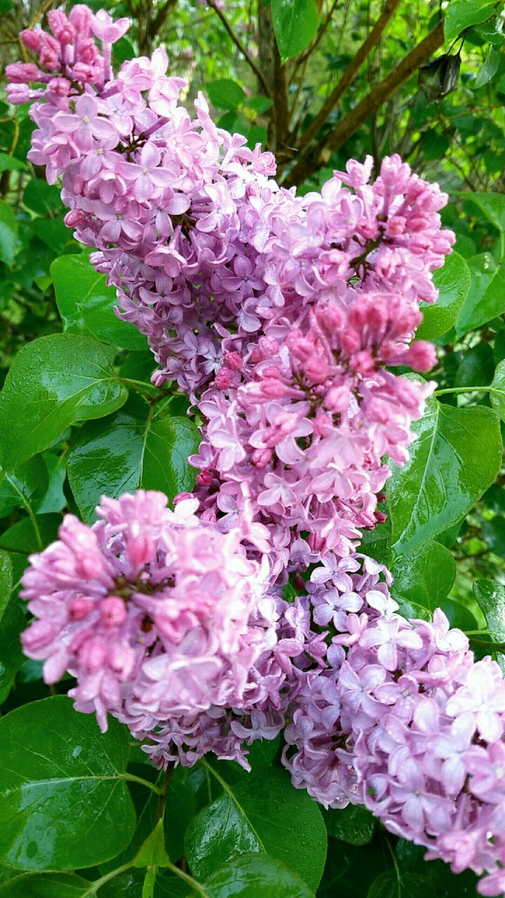 Lilacs After Rain