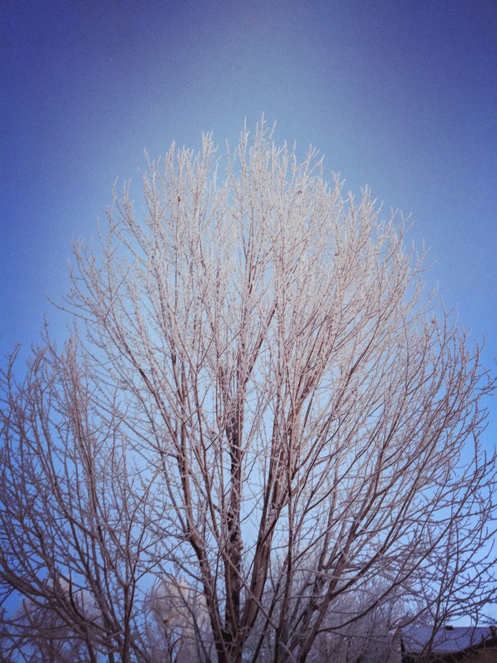 winter tree