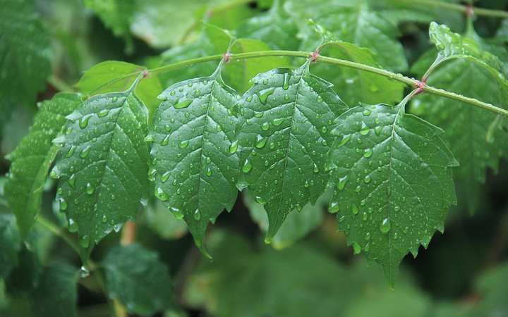 leaves