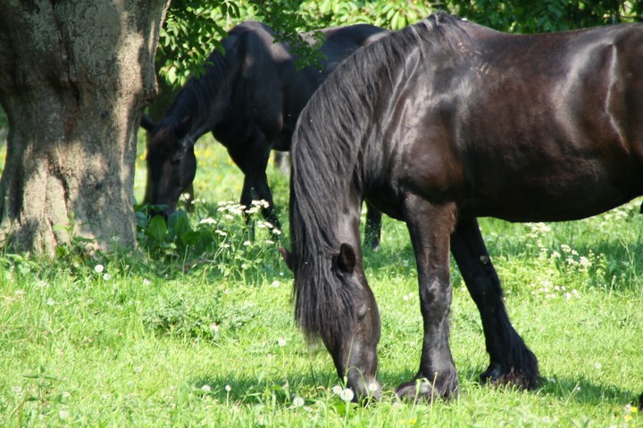 black horses