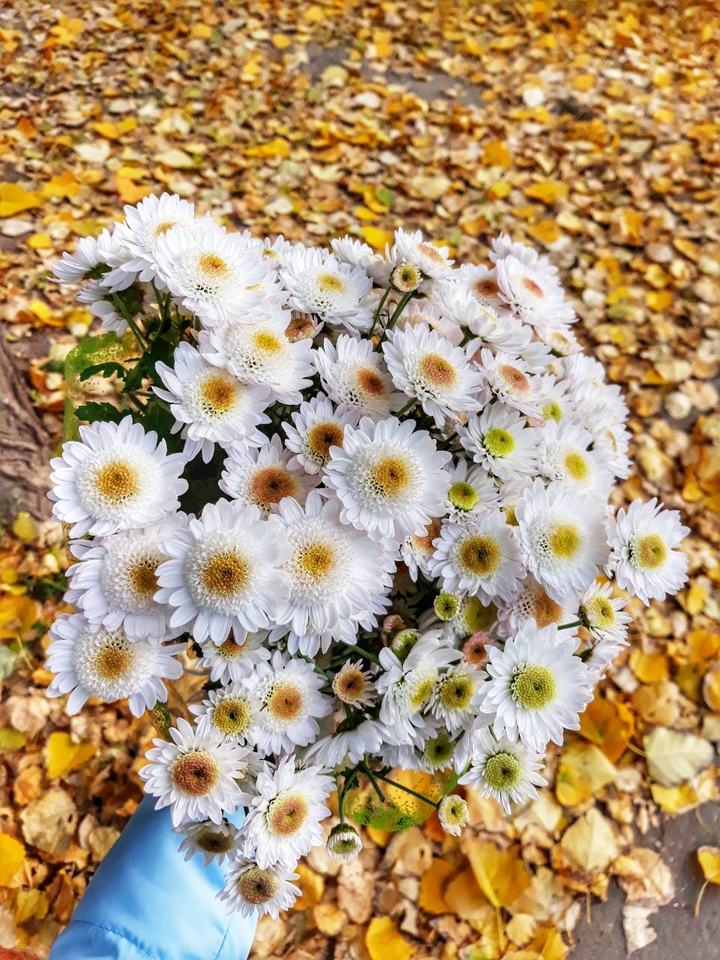 хризантемы