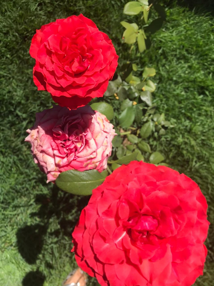 rosas!! ❤️