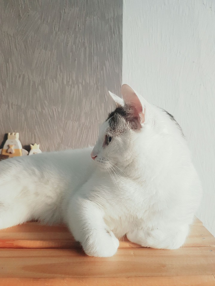 My cat