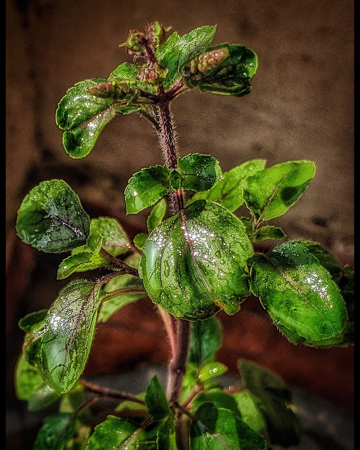 #basilplant