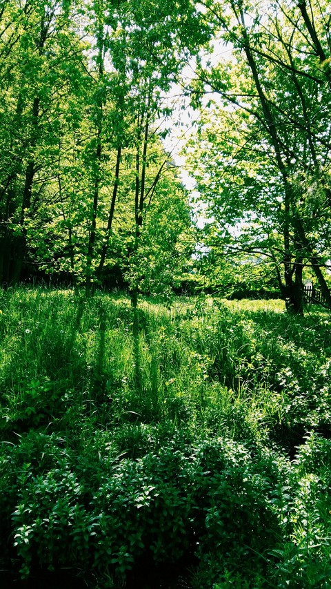 Nature