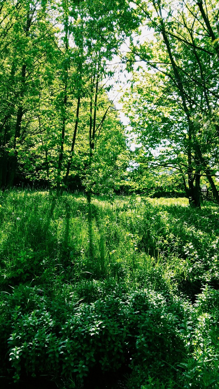 Nature