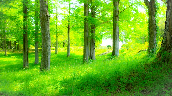 forest