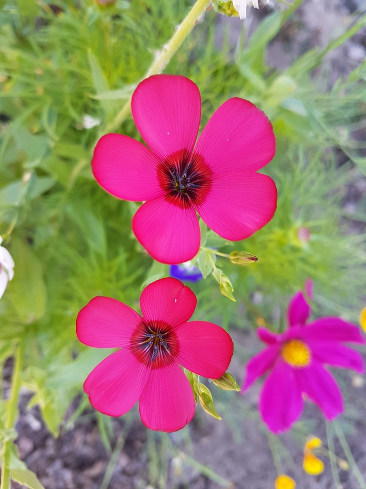 pink