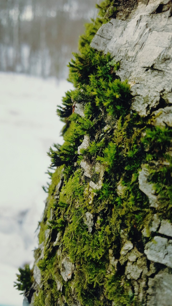 forest moss