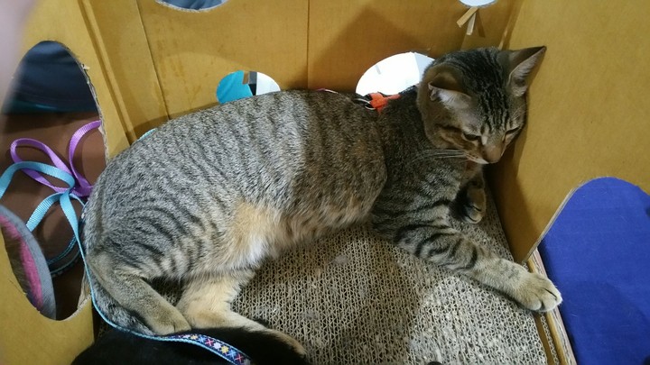 Le Catt
