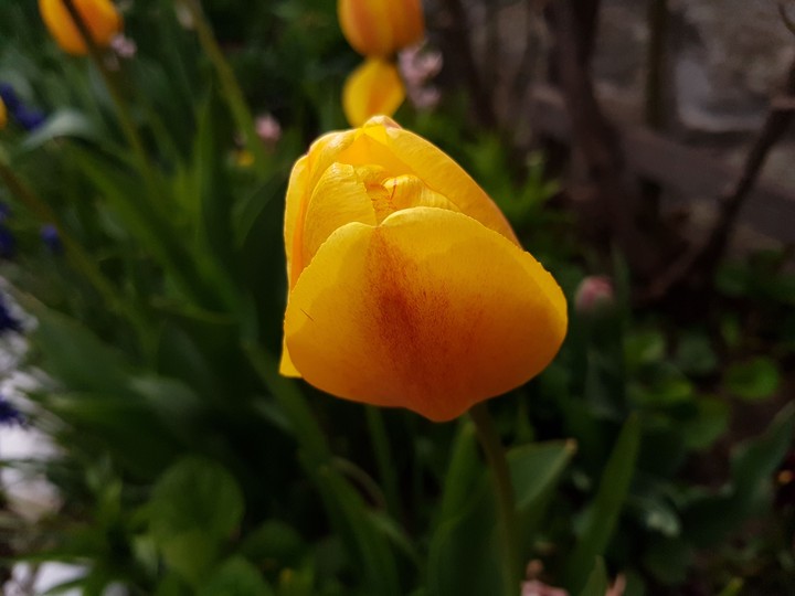 Yellow tulip