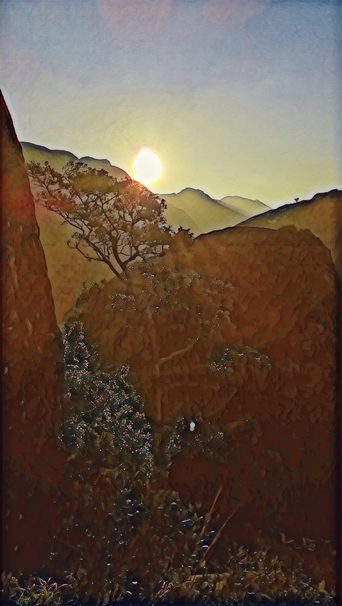rocky tree