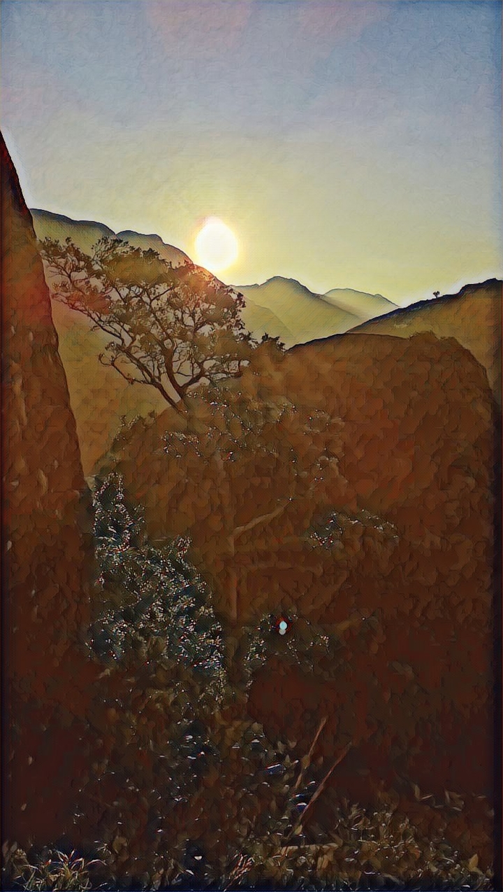 rocky tree