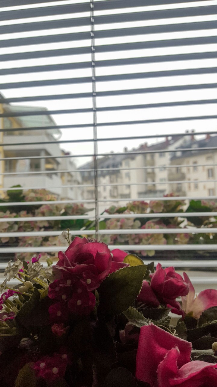 Window View