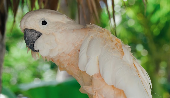 parrot