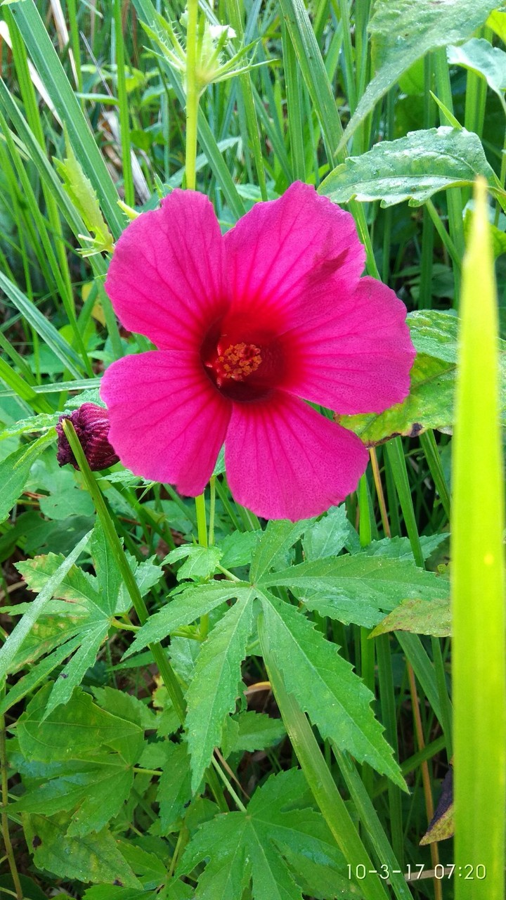 natural flowers ?
