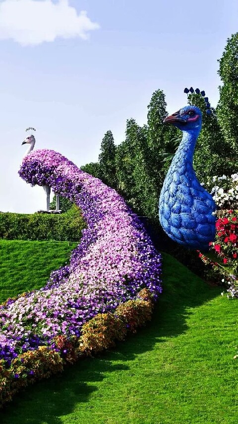 peacock
