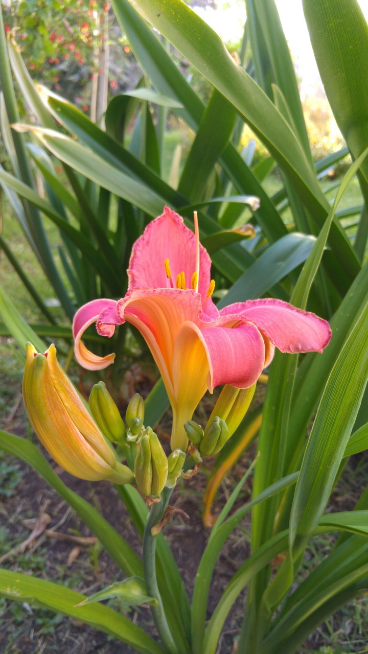 Lirio de San Juan
