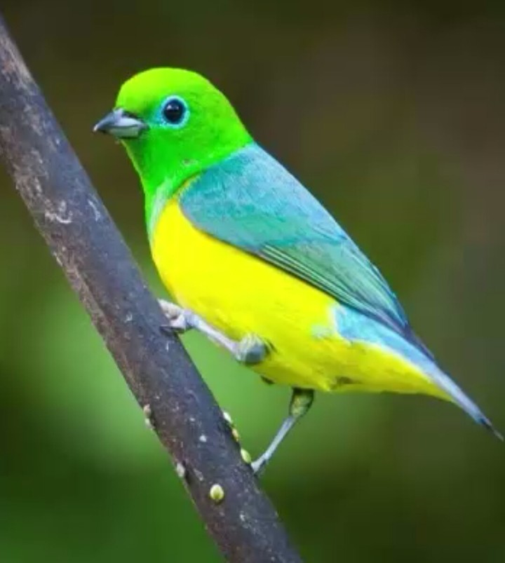 felicita
