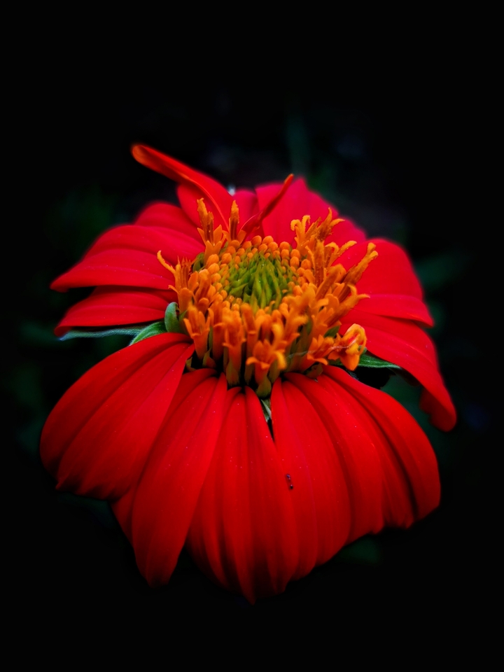 Flowers where pollinators exists