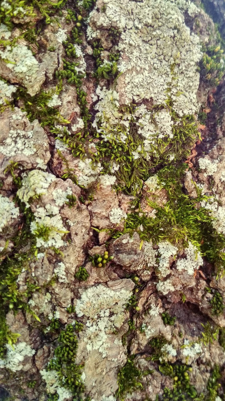moss