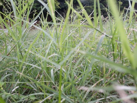 grass