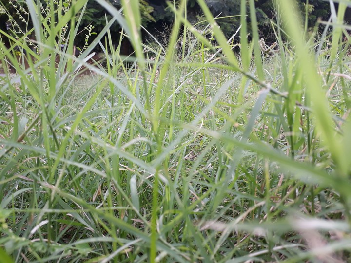grass