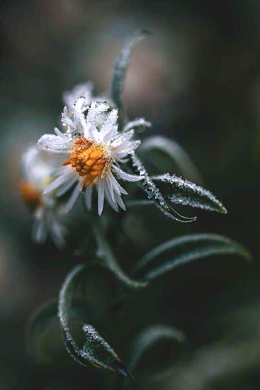 frozen flower