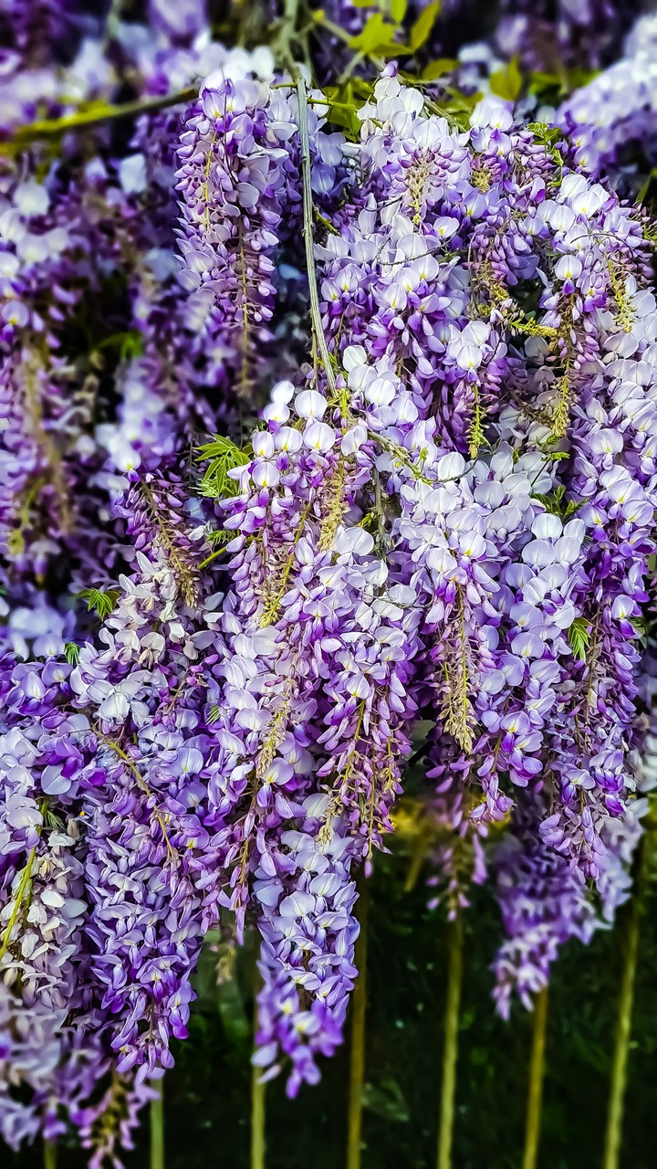Wisteria flowers