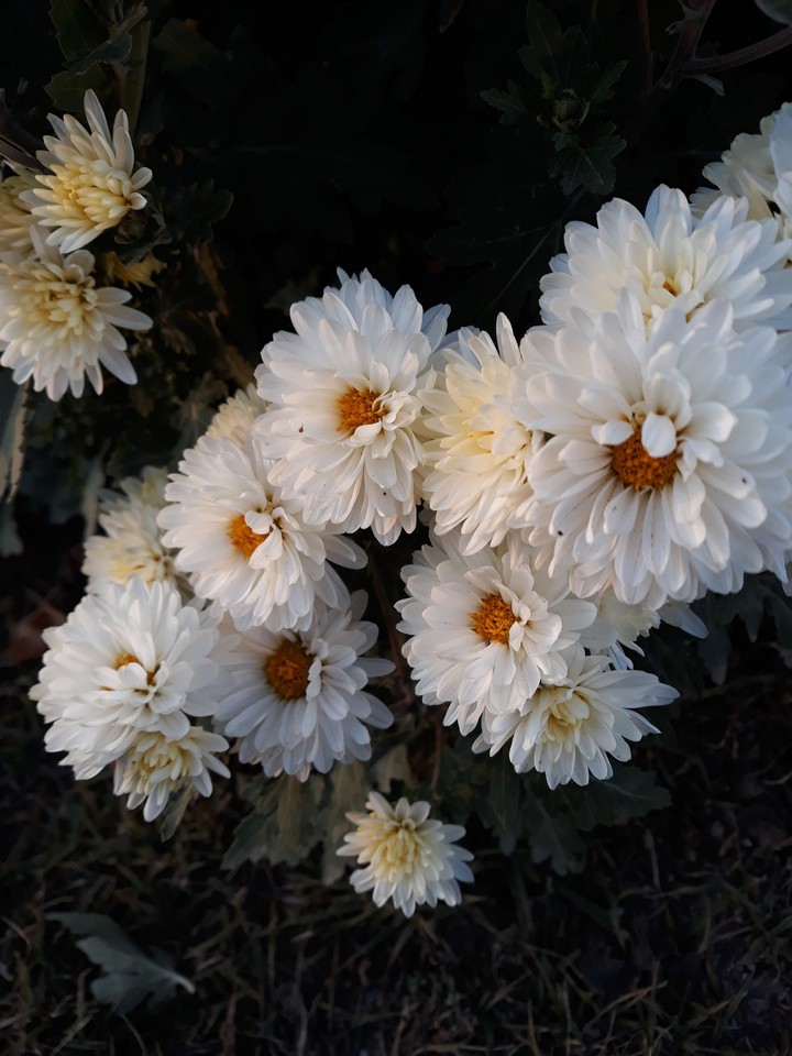 flowers, sunset, beauty