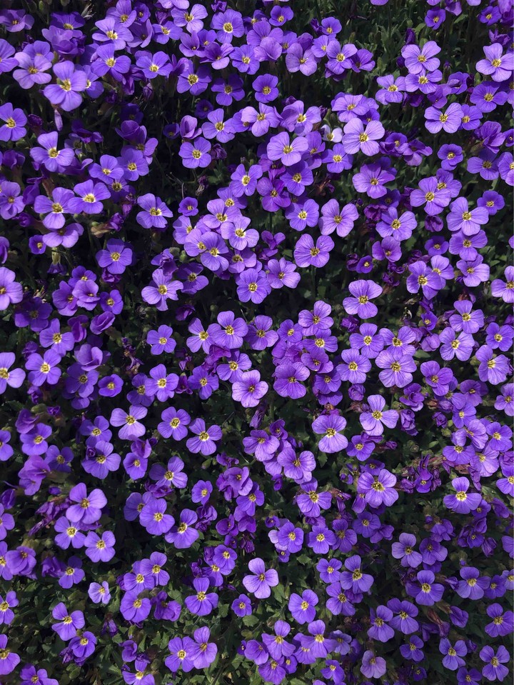 Flower?