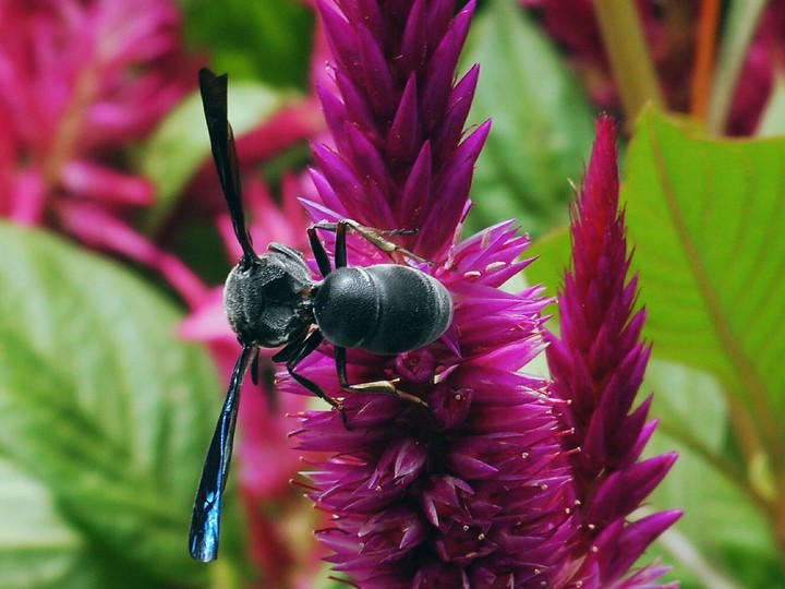 wasp black floral nature insect beautiful