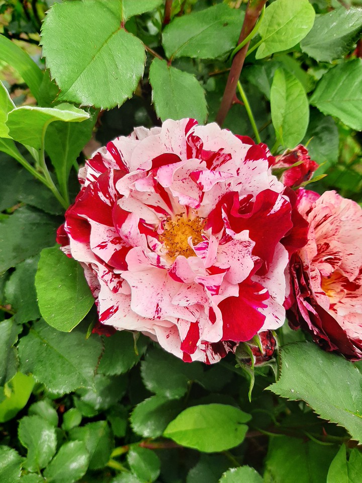 rose