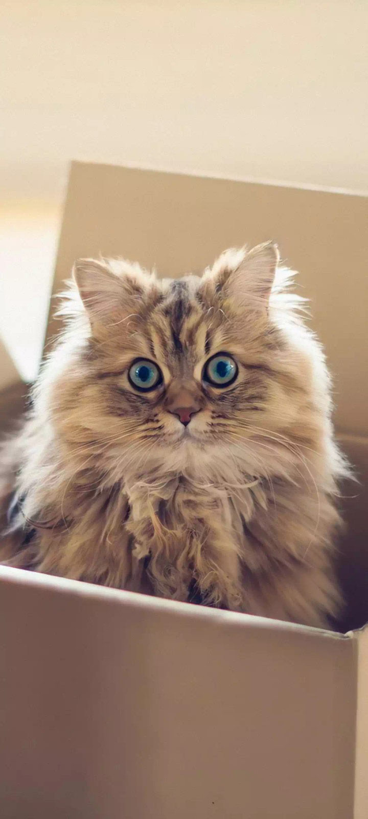 kitty