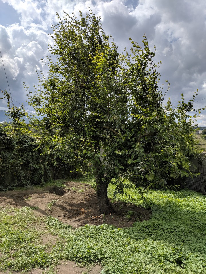 ::: Arbol de la vida :::